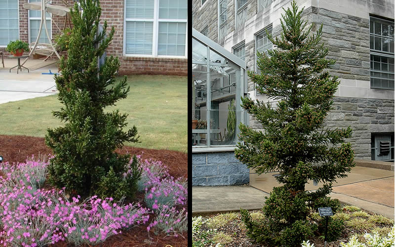  Black Dragon Cryptomeria - Japanese Cedar - 5 Gallon Pot