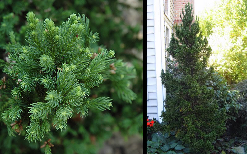  Black Dragon Cryptomeria - Japanese Cedar - 1 Gallon Pot