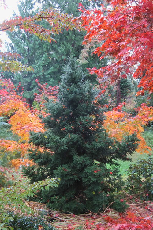  Black Dragon Cryptomeria - Japanese Cedar - 1 Gallon Pot