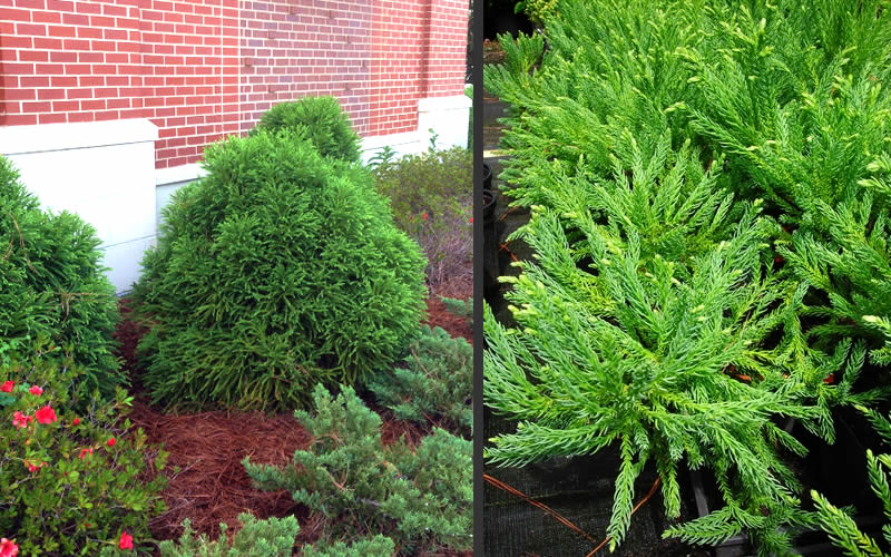  Chapel View Cryptomeria - Japanese Cedar - 3 Gallon Pot