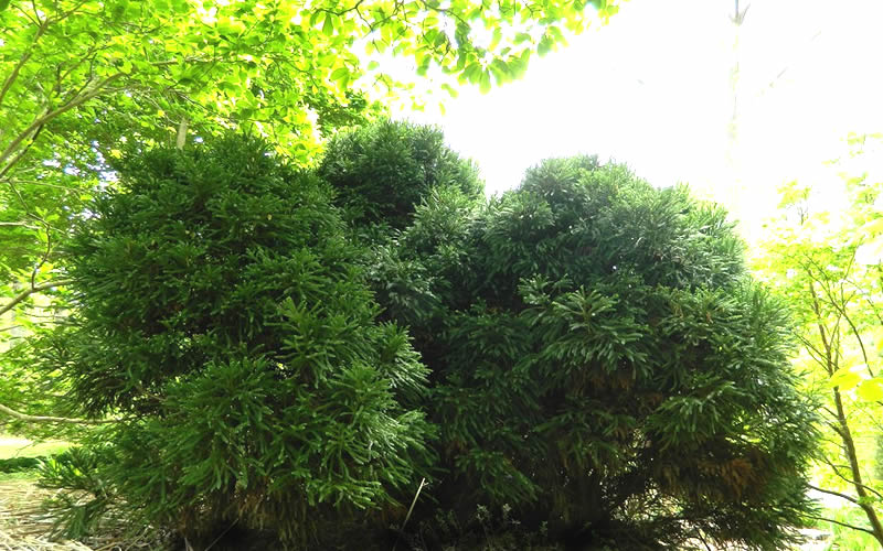  Chapel View Cryptomeria - Japanese Cedar - 3 Gallon Pot