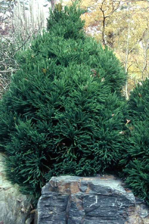  Chapel View Cryptomeria - Japanese Cedar - 3 Gallon Pot