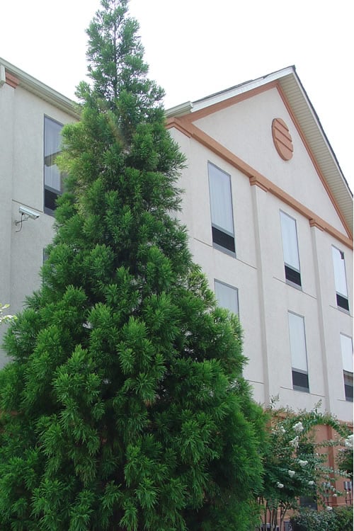  Radicans Cryptomeria (Japanese Cedar) - 1 Gallon Pot