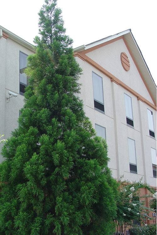  Radicans Cryptomeria (Japanese Cedar) - 6 Pack Of 1 Gallon Pots