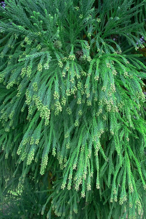  Radicans Cryptomeria (Japanese Cedar) - 1 Gallon Pot