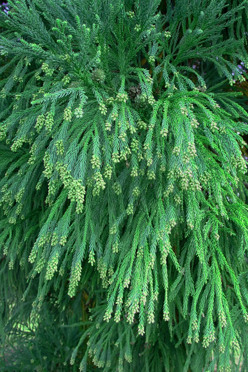  Radicans Cryptomeria (Japanese Cedar) - 2.5 Gallon Pot
