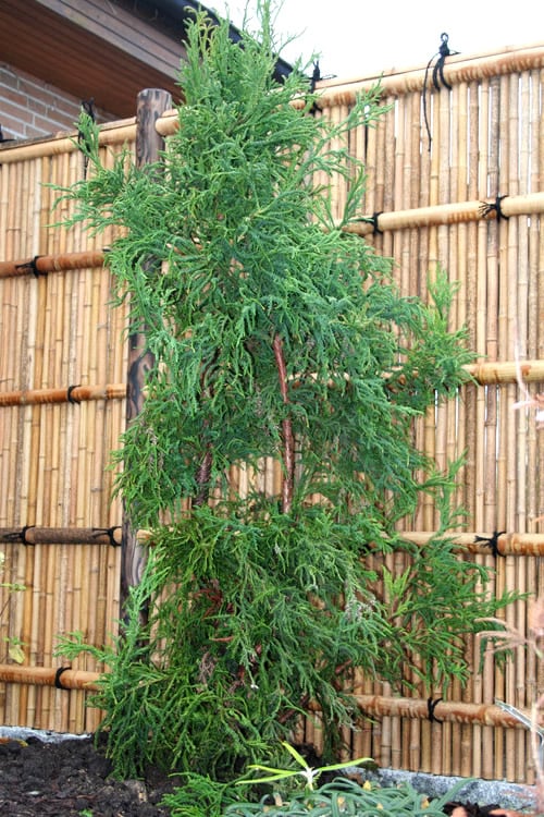  Rasen Sugi Cryptomeria Japanese Cedar - 1 Gallon Pot