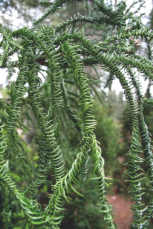  Rasen Sugi Cryptomeria Japanese Cedar - 1 Gallon Pot