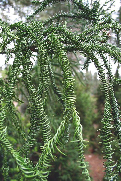  Rasen Sugi Cryptomeria Japanese Cedar - 7 Gallon Pot