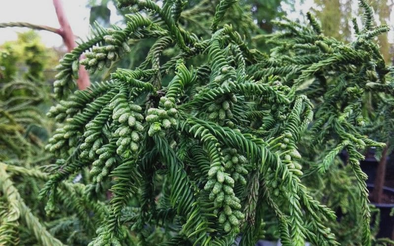  Rasen Sugi Cryptomeria Japanese Cedar - 1 Gallon Pot