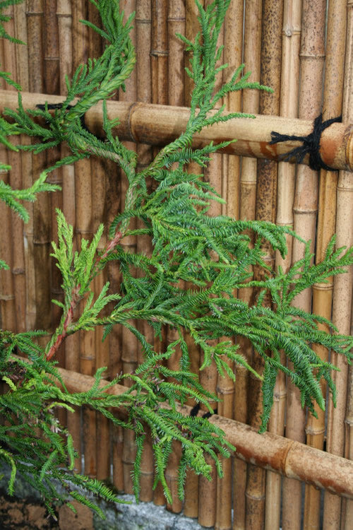  Rasen Sugi Cryptomeria Japanese Cedar - 7 Gallon Pot