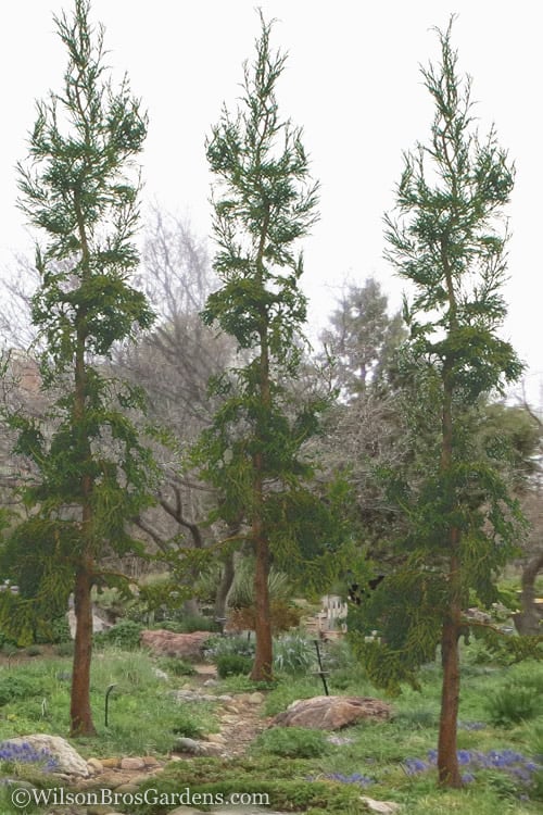  Rasen Sugi Cryptomeria Japanese Cedar - 1 Gallon Pot