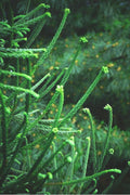  Snake Branch Japanese Cedar - Cryptomeria Japonica 'Araucarioides' - 1 Gallon Pot