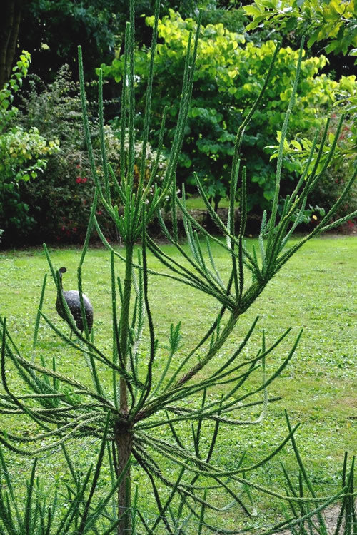  Snake Branch Japanese Cedar - Cryptomeria Japonica 'Araucarioides' - 7 Gallon Pot