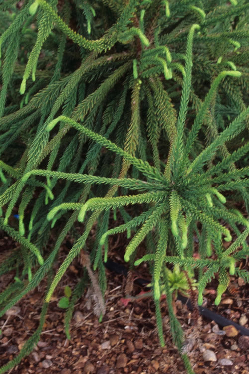  Snake Branch Japanese Cedar - Cryptomeria Japonica 'Araucarioides' - 3 Gallon Pot