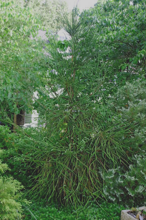  Snake Branch Japanese Cedar - Cryptomeria Japonica 'Araucarioides' - 3 Gallon Pot (2.5-3')
