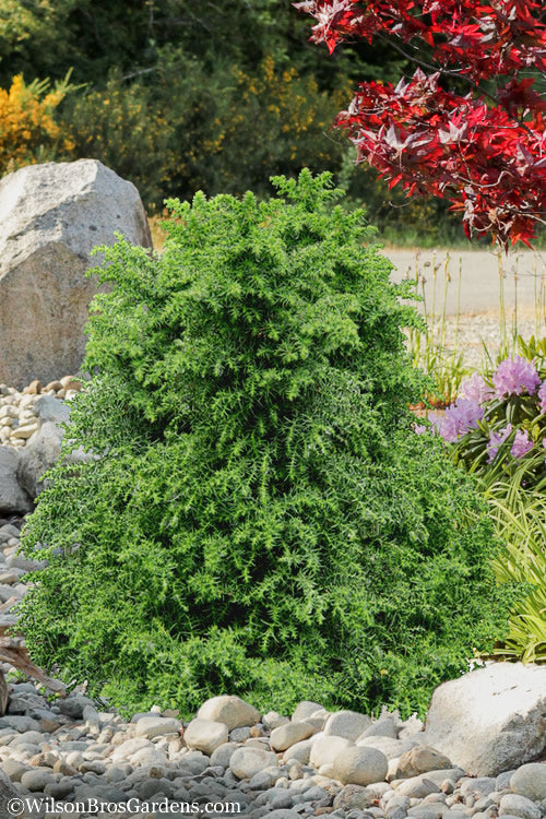  Tansu Dwarf Cryptomeria - Japanese Cedar - 3 Gallon