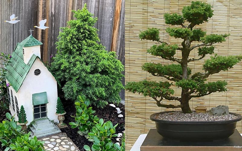  Tansu Dwarf Cryptomeria - Japanese Cedar - 3 Gallon