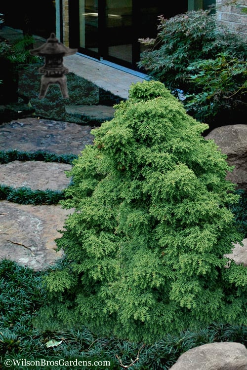  Tansu Dwarf Cryptomeria - Japanese Cedar - 3 Gallon