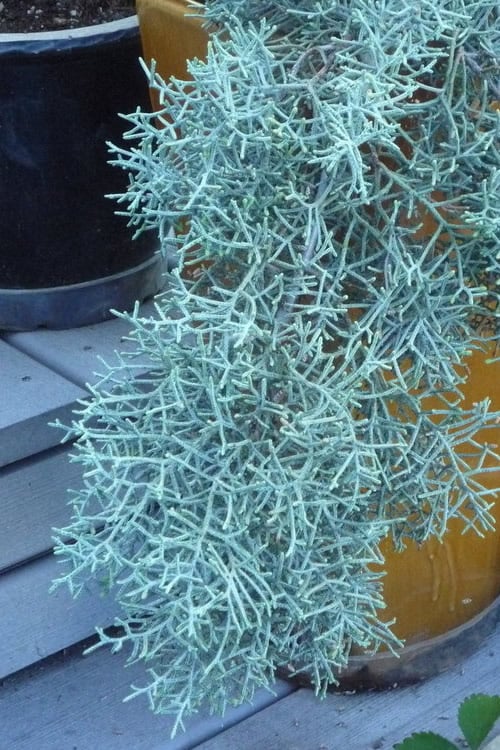  Blue Ice Arizona Cypress - 1 Gallon Pot