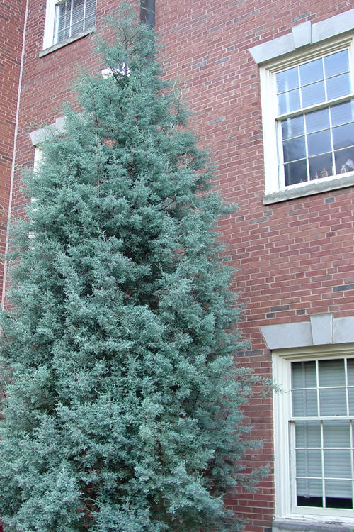  Blue Ice Arizona Cypress - 7 Gallon Pot (3.5-4')