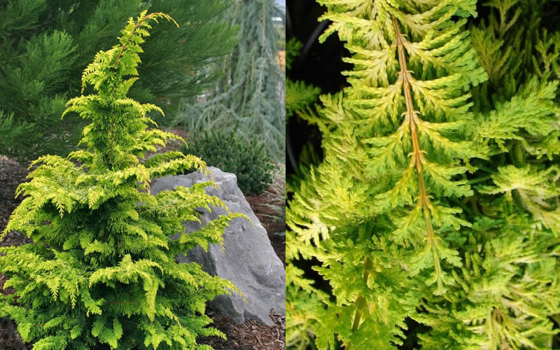  Gold Tip Fernspray Hinoki Cypress - 3 Gallon Pot