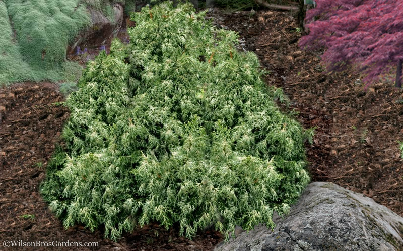  Marie's White Dwarf Hinoki Cypress - Chamaecyparis Obtusa 'Mariesii - 1 Gallon Pot