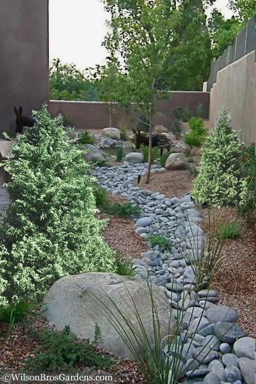  Marie's White Dwarf Hinoki Cypress - Chamaecyparis Obtusa 'Mariesii - 5 Gallon Pot