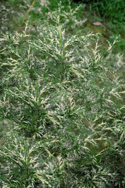  Marie's White Dwarf Hinoki Cypress - Chamaecyparis Obtusa 'Mariesii - 1 Gallon Pot