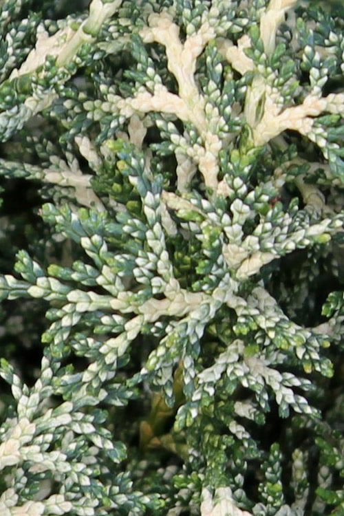  Marie's White Dwarf Hinoki Cypress - Chamaecyparis Obtusa 'Mariesii - 1 Gallon Pot