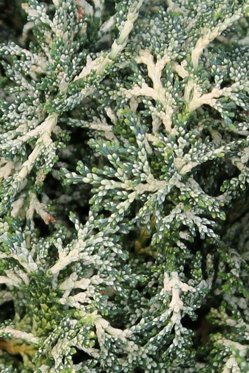  Marie's White Dwarf Hinoki Cypress - Chamaecyparis Obtusa 'Mariesii - 5 Gallon Pot