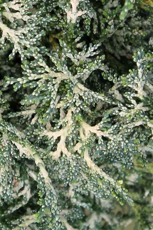  Marie's White Dwarf Hinoki Cypress - Chamaecyparis Obtusa 'Mariesii - 1 Gallon Pot