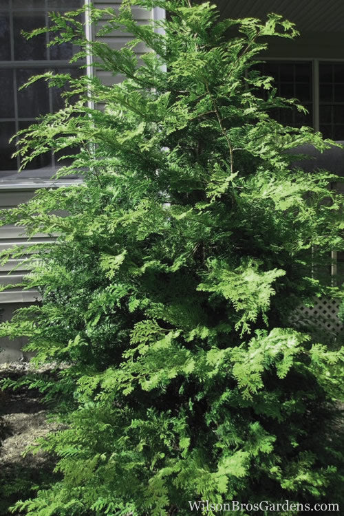  Southern Lace Hinoki Cypress - 1 Gallon Pot