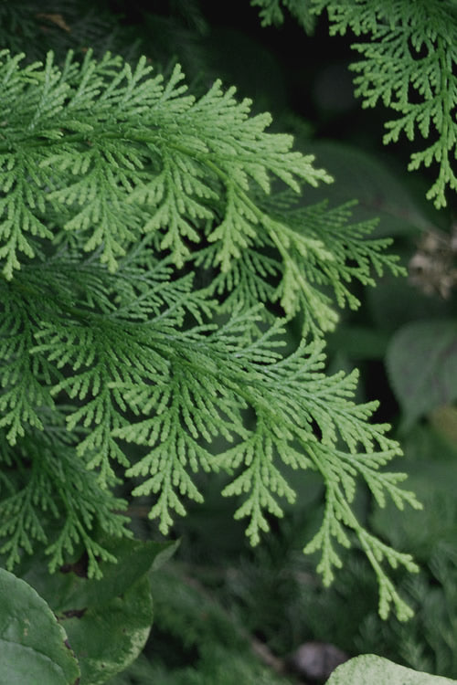  Southern Lace Hinoki Cypress - 1 Gallon Pot