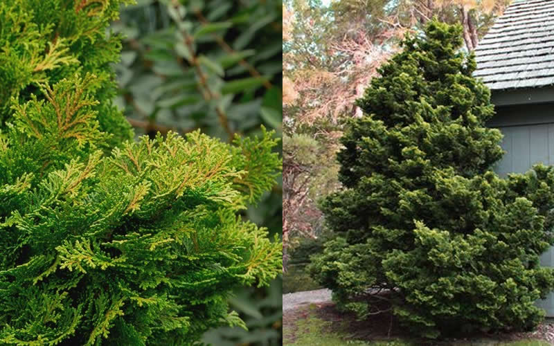  Tempelhof Hinoki Cypress - 3 Gallon Pot(1'-2')
