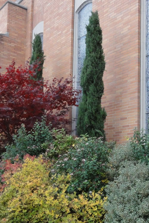  Italian Cypress - 7 Gallon Pot (5-6')