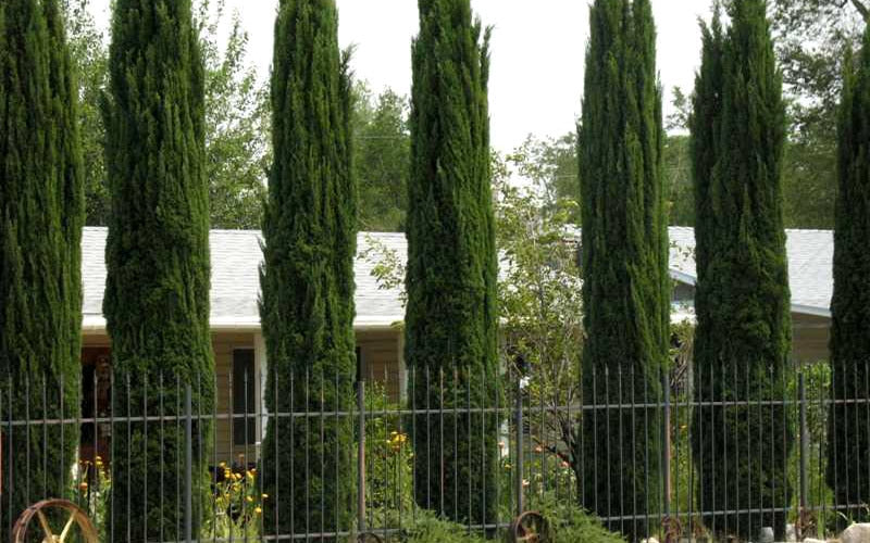  Italian Cypress - 7 Gallon Pot (5-6')