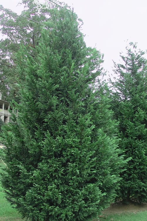  Leyland Cypress - 1 Gallon Pot