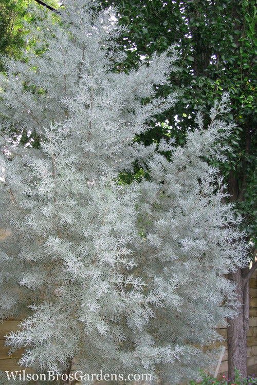  Silver Smoke Arizona Cypress - 1 Gallon Pot