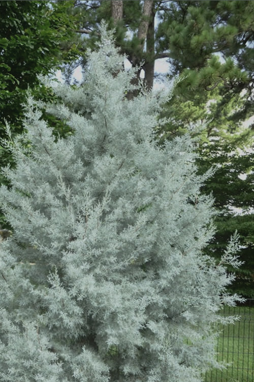  Silver Smoke Arizona Cypress - 3 Gallon Pot