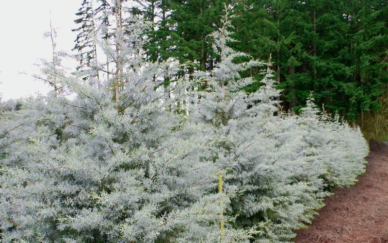  Silver Smoke Arizona Cypress - 3 Gallon Pot
