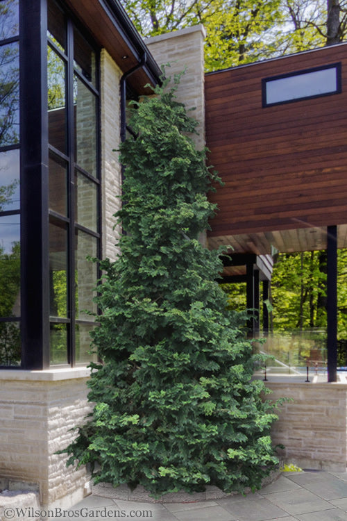  Slender Hinoki Cypress - 1 Gallon Pot