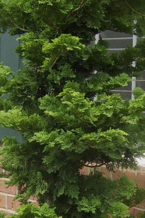  Slender Hinoki Cypress - 1 Gallon Pot