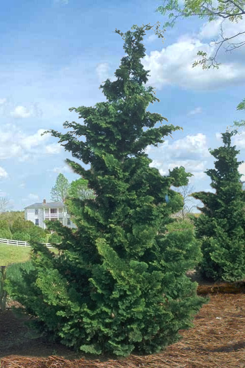  Slender Hinoki Cypress - 6 Pack Of 1 Gallon Pots