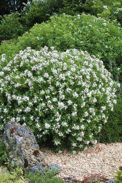  Eternal Fragrance Pink Summer Daphne - Daphne X Transatlantica 'BLAFRA' - 5 Gallon Pot