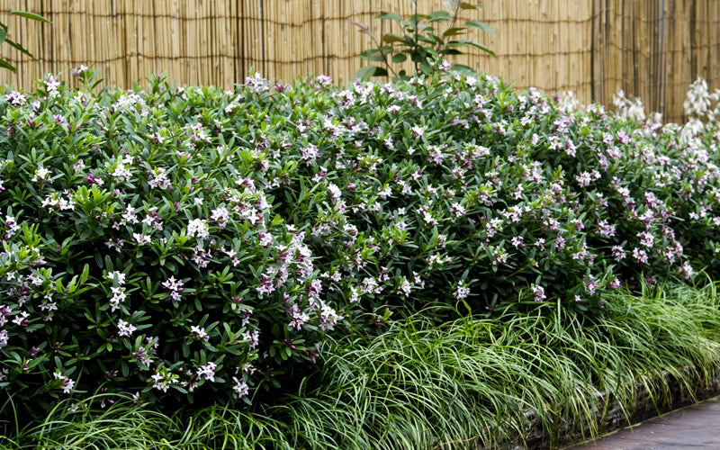  Eternal Fragrance Pink Summer Daphne - Daphne X Transatlantica 'BLAFRA' - 1 Gallon Pot