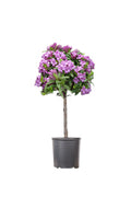  Lawrence Crocker Dwarf Daphne Tree (Standard Topiary) - 1 Gallon Pot
