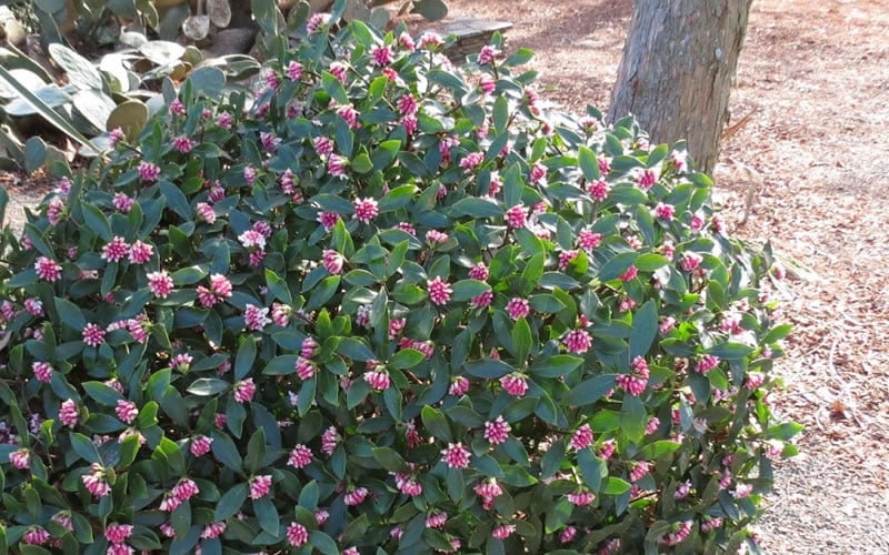  Greenleaf Pink Winter Daphne - 3 Gallon Pot