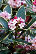  Variegated Pink Winter Daphne - 3 Gallon Pot