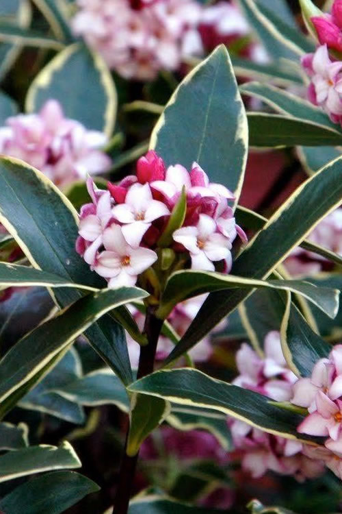  Variegated Pink Winter Daphne - Single Trunk Topiary Tree - 1 Gallon Pot
